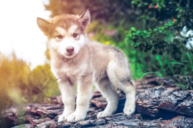 şirin köpek yavrusu alaskan malamute çim Bahçe üzerinde çalıştırmak