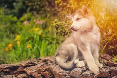 şirin köpek yavrusu alaskan malamute çim Bahçe üzerinde çalıştırmak
