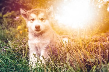 şirin köpek yavrusu alaskan malamute çim Bahçe üzerinde çalıştırmak