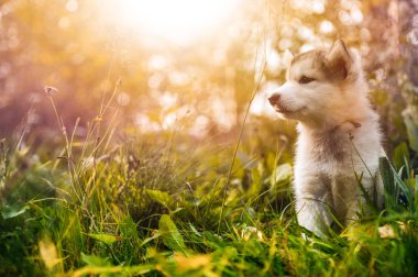 şirin köpek yavrusu alaskan malamute çim Bahçe üzerinde çalıştırmak