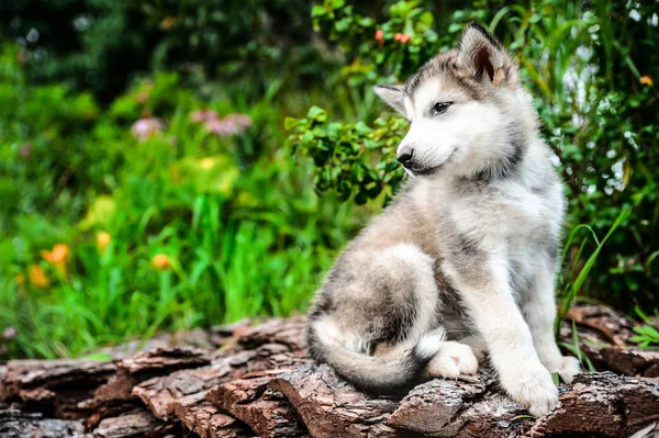 Cute puppy alaskan malamute run on grass garden — Stock Photo, Image