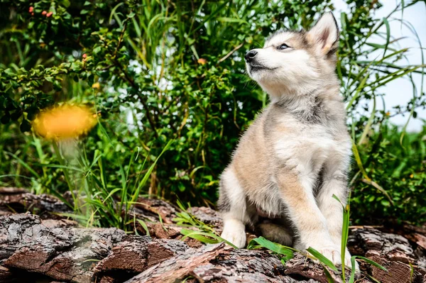 Cute puppy alaskan malamute run on grass garden — Stock Photo, Image