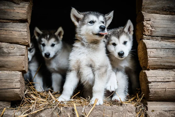 Grupo de lindo cachorro alaskan malamute ejecutar en jardín de hierba — Foto de Stock