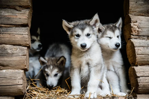 Groep van schattige puppy alaskan malamute uitvoeren op gras tuin — Stockfoto