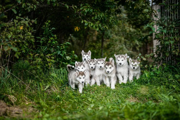 Groep van schattige puppy alaskan malamute uitvoeren op gras tuin — Stockfoto