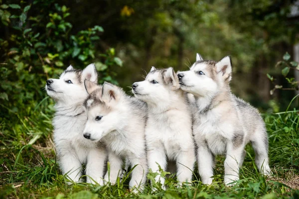 Grupo de lindo cachorro alaskan malamute ejecutar en jardín de hierba — Foto de Stock