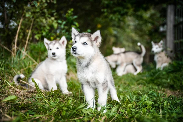 Grupo de filhote de cachorro bonito alaskan malamute executado no jardim grama — Fotografia de Stock