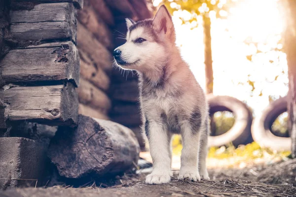 Cute puppy alaskan malamute run on grass garden — Stock Photo, Image