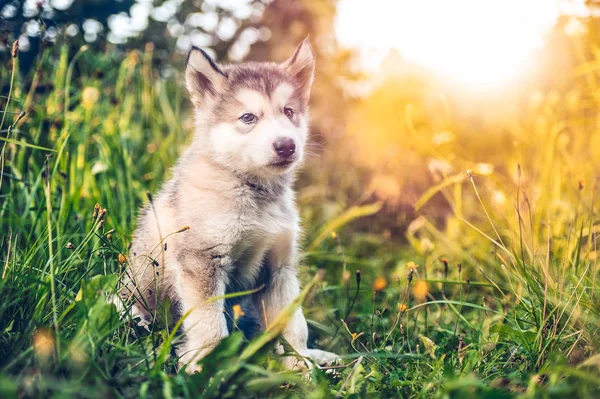 şirin köpek yavrusu alaskan malamute çim Bahçe üzerinde çalıştırmak