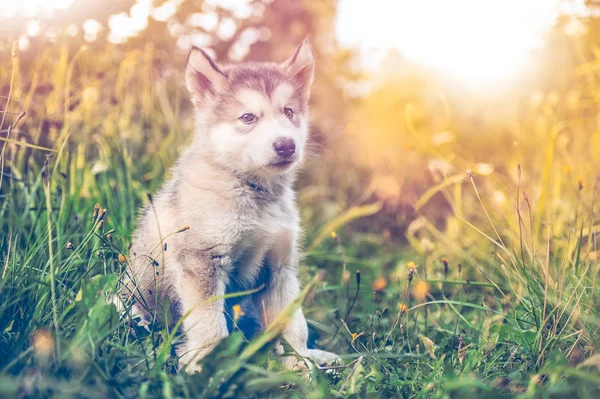 şirin köpek yavrusu alaskan malamute çim Bahçe üzerinde çalıştırmak