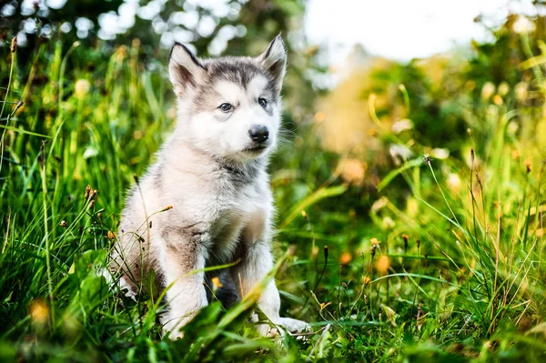 Lindo cachorro alaskan malamute ejecutar en hierba jardín — Foto de Stock