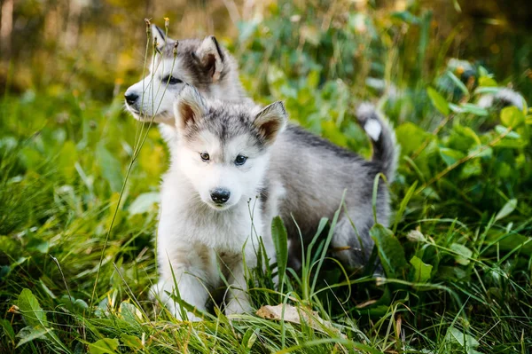 可爱的小狗阿拉斯加雪橇犬在草花园上运行 — 图库照片
