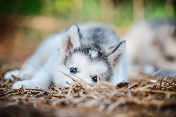 Cute puppy alaskan malamute run on grass garden — Stock Photo, Image