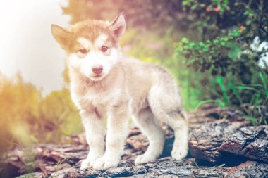 Şirin Alaska Malamute köpeği gün batımında köpek kulübesinde çimlerin üzerinde koşuyor.