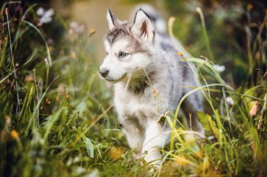 Şirin Alaska Malamute köpeği gün batımında köpek kulübesinde çimlerin üzerinde koşuyor.