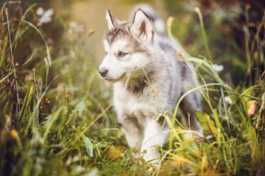 Şirin Alaska Malamute köpeği gün batımında köpek kulübesinde çimlerin üzerinde koşuyor.
