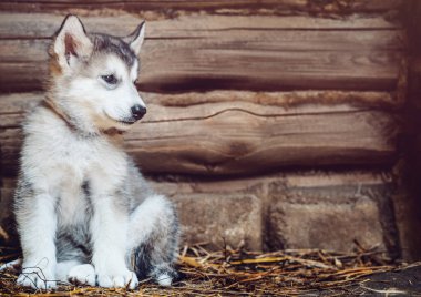 Şirin Alaska Malamute köpeği gün batımında köpek kulübesinde çimlerin üzerinde koşuyor.