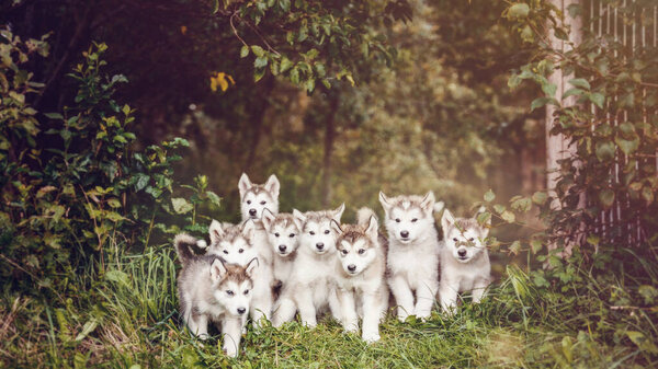 Group of cute puppy of alaskan malamute run outdoor on grass in garden at sunset near doghouse box