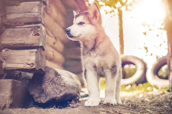 Cute Puppy Alaskan Malamute Run Outdoor Grass Garden Sunset Doghouse — Stock Photo, Image