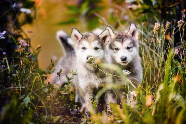 Schattig Puppy Van Alaskan Malamute Lopen Buiten Gras Tuin Bij — Stockfoto