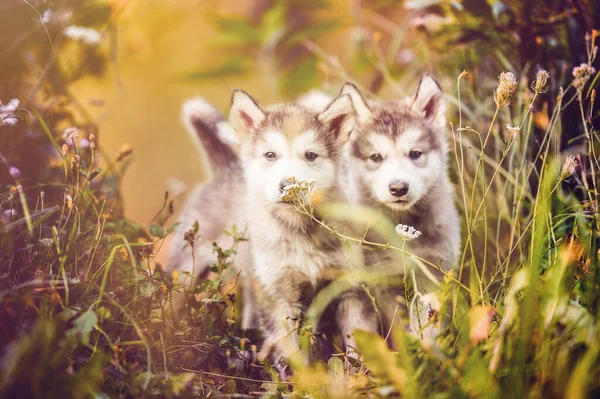 Lindo Cachorro Alaska Malamute Ejecutar Aire Libre Hierba Jardín Atardecer — Foto de Stock