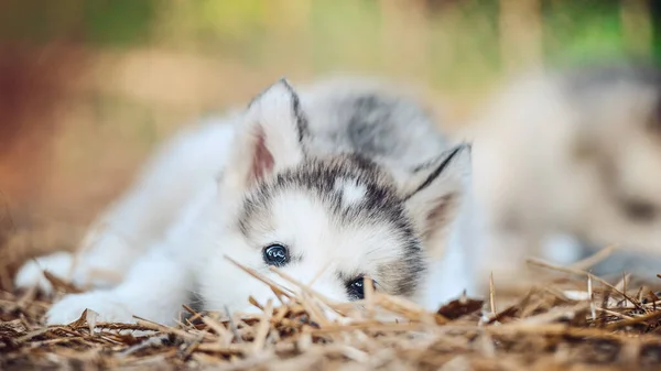 Cute Puppy Alaskan Malamute Run Outdoor Grass Garden Sunset Doghouse — Stock Photo, Image
