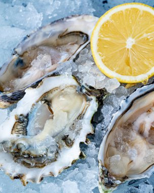 Limonlu güzel istiridyeler buzda yatıyor.