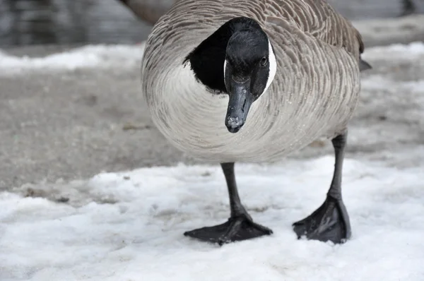 Kadın Kanadalı kaz bir dere daha önce standları