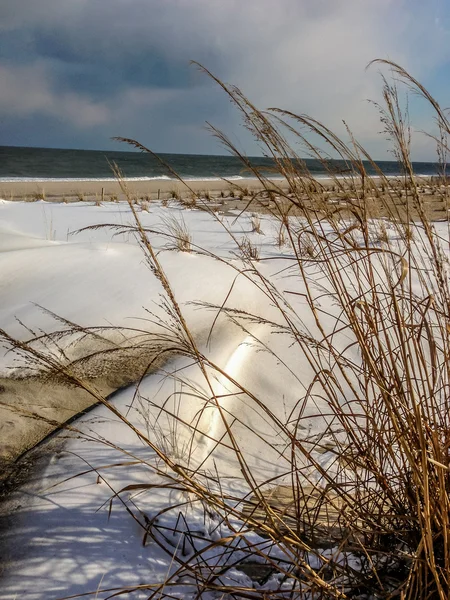 海滩上干燥的沿海草和雪 — 图库照片