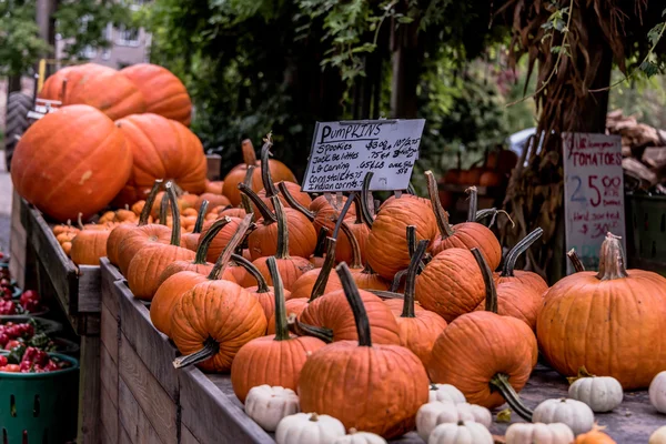 Grandes caisses en bois de citrouilles et de courges — Photo