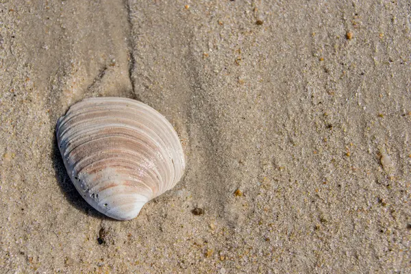 Concha desgastada apareceu em uma praia de areia — Fotografia de Stock