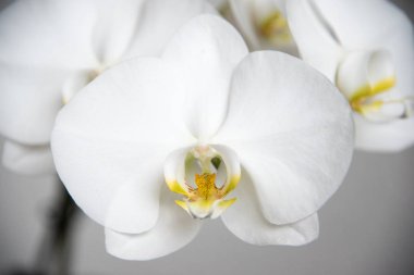 Saf beyaz phalaenopsis orkide