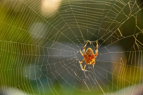 Spider construyendo una tela pegajosa al aire libre —  Fotos de Stock