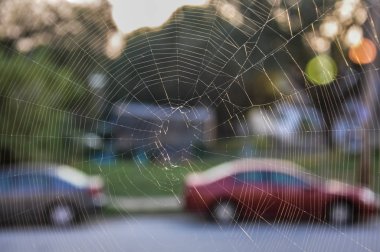 Örümcek ağı bir kentsel penceresinde