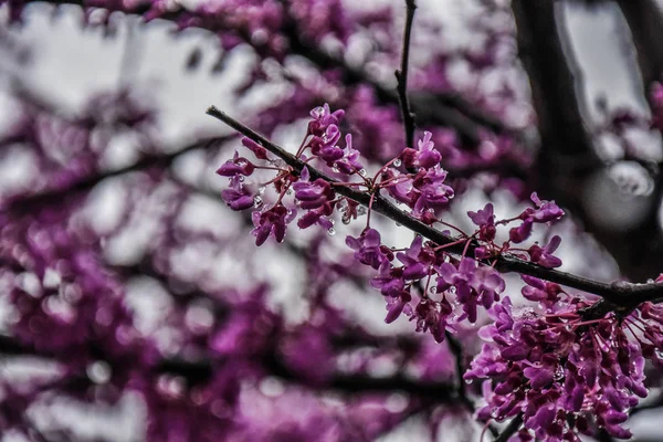 Bir ağaç üzerinde renkli mor pembe Bahar çiçeği