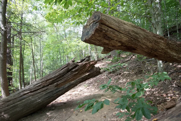 Kesilen ağaç gövdelerinin bir ormandaki iki kalıntıları