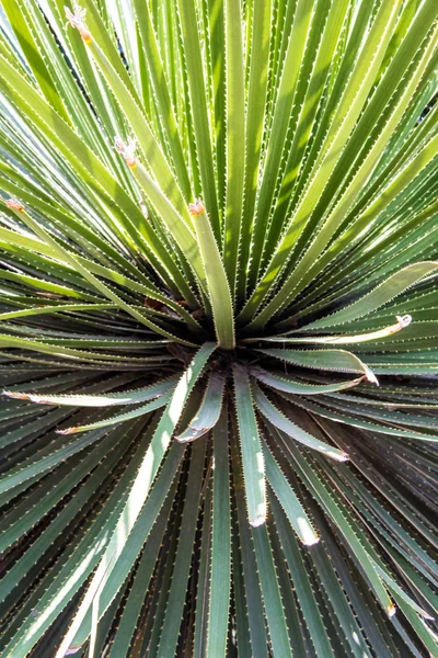 Bir çöl kaktüs tırtıklı yapraklarda yakın çekim