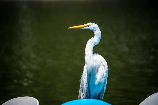 Su kenarında tünemiş güzel ak balıkçıl