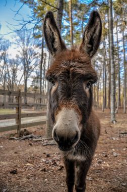 Kameraya bakarak merak kahverengi eşek