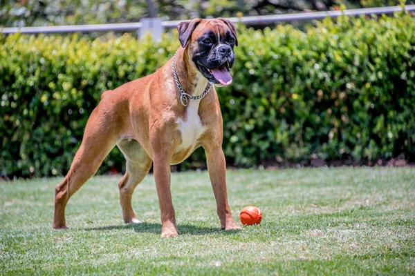 Boksör bir kırmızı top ayakta