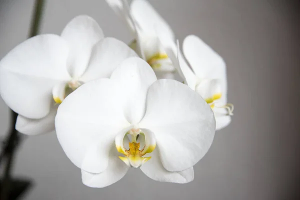 Beyaz Orkide yaprakları yakın çekim — Stok fotoğraf