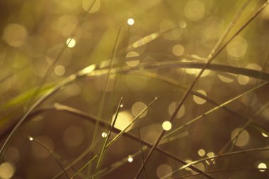 Kanatları çim ile arka plan