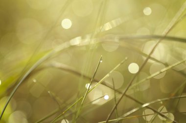 Kanatları çim ile arka plan