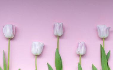 ritmik düzenlenmiş Pembe Laleler