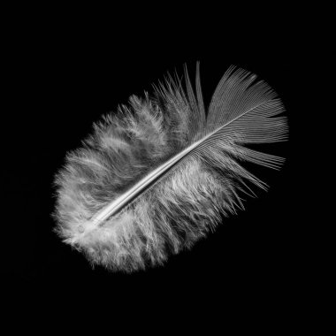 Siyah, izole bir arka plan üzerinde kuş tüyü. Kuş tüyü, güzel, ayrıntılı görüntü yakın çekim. Hafiflik, hassasiyet, güzellik kavramı.