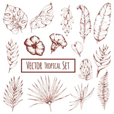 vektör tek renkli tropikal set