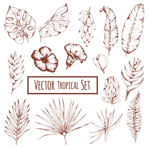Vector monochroom tropische set — Stockvector