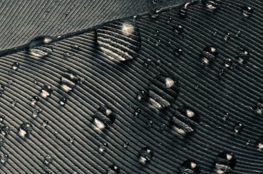 Su damlalarıyla birlikte kuş tüyü parçası, yakın plan. Siyah ve beyaz.