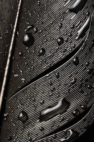 Fragment Bird Feather Water Drops Close Black White — Stock Photo, Image