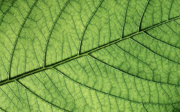 Zielony Liść Tekstury Zbliżenie Abstrakcyjne Tło Natury — Zdjęcie stockowe